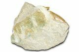 Otodus Shark Tooth Fossil in Rock - Morocco #376152-1